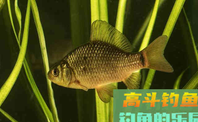 冬季拉饵怎么开