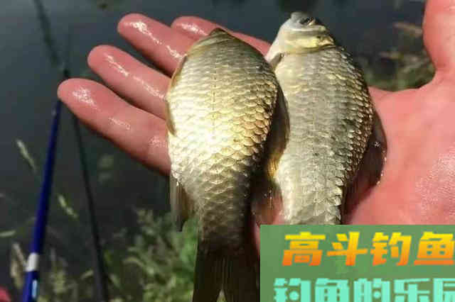 自从换用这自制饵，热天钓鲫连杆