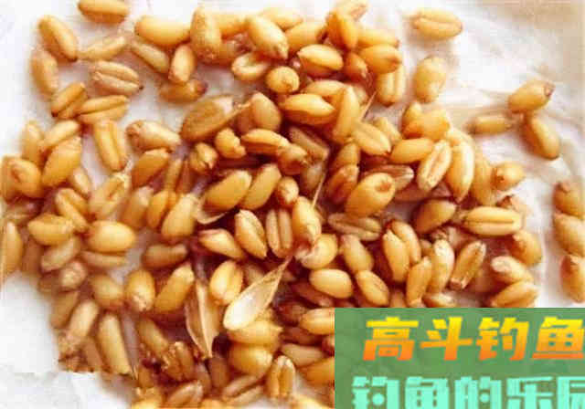 除了煮、泡、发酵，还有这种方法，制作的麦粒