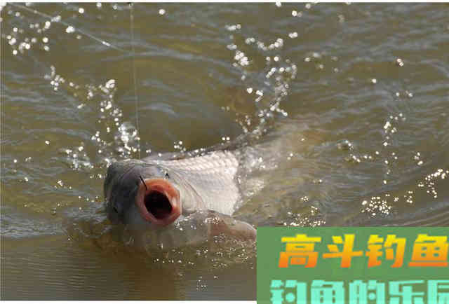 真的是早上鱼口最好吗？其实鱼的开口时间与水质关系很大