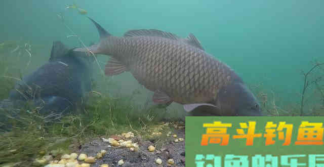 钓鱼时大声说话，真的能把进窝的鱼惊散么