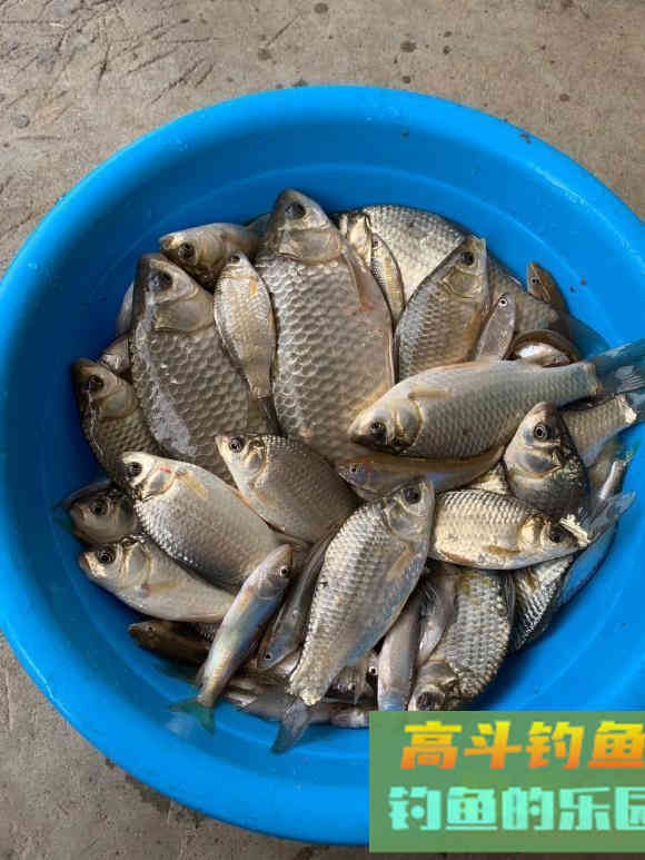 冬天野钓饵料双雄：蚯蚓和红虫，谁才是真王者？