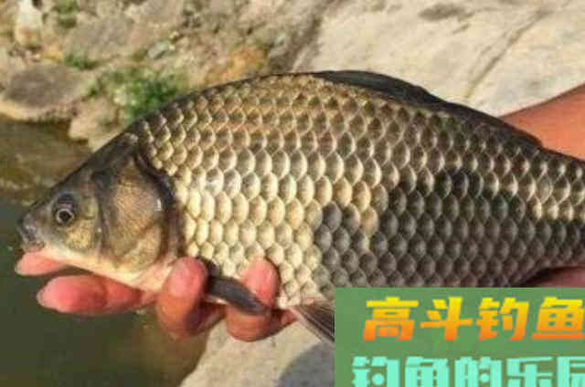 商品小药都甘拜下风！试用才知这特效鲫鱼饵不简单