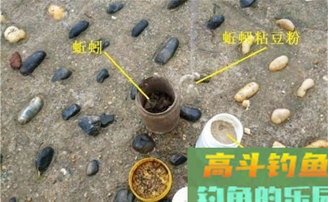 钓鲫鱼，活饵这样使用，诱钓效果翻倍