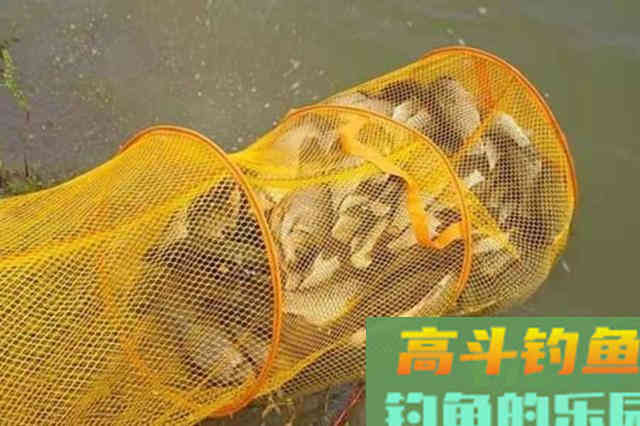 到了伏天，这类饵料才最实用