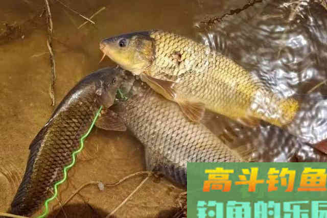 怪不得鲤鱼再大也爱吃，这饵太实用了