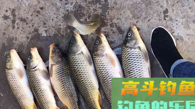 自制老坛玉米钓鲤鱼，效果不比买的差