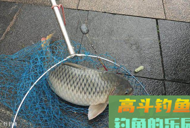 野战蓝鲫配狂道鲤连上5条大鲤鱼，懂变通才最重要