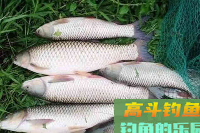 这五种饵不花你一分钱，上钩的都是草鱼