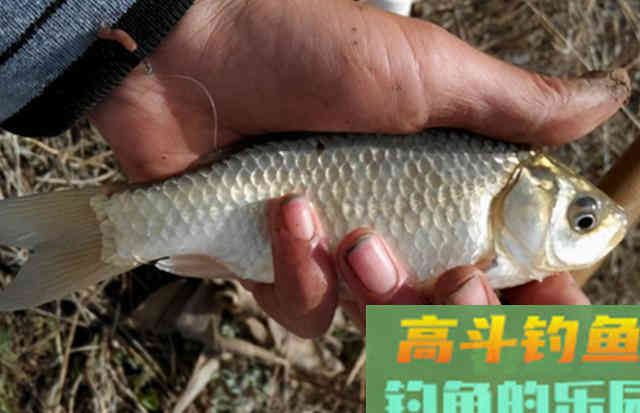 冬春用饵要冬甜春腥