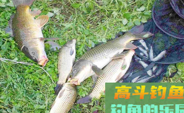 深秋钓鲤鱼，用这些自制饵料