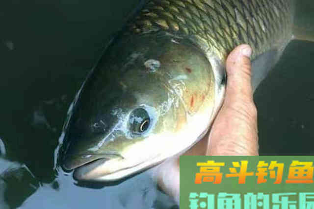 这草鱼饵我连用了二十年，如今依然不想透露