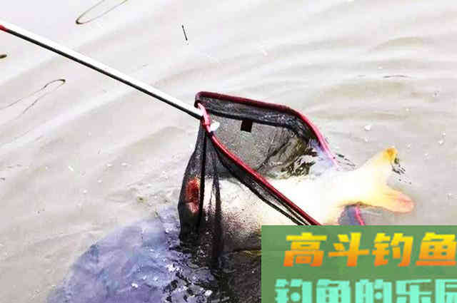 钓鱼打窝，每次我都用这一招