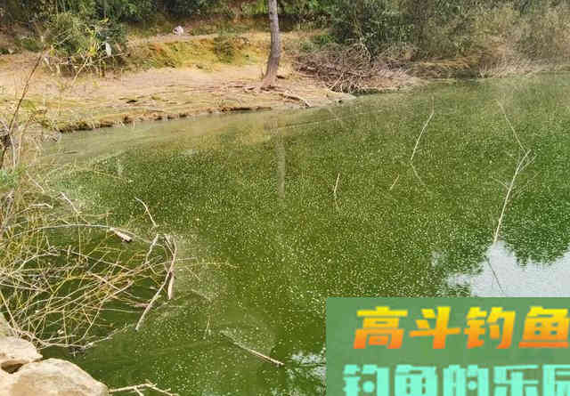 水太肥鱼难钓？遇到肥水最实用的几个办法