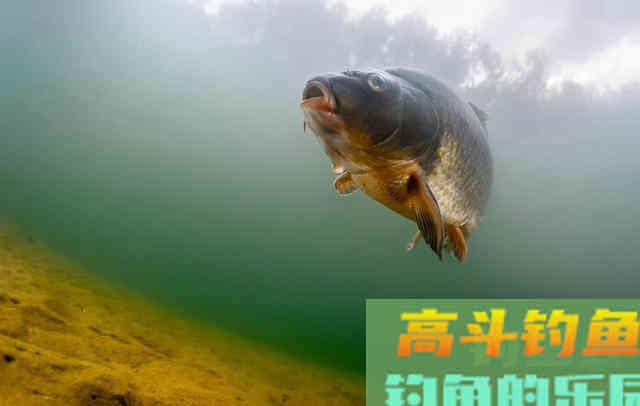 鱼总咬上钩，是因为下钩陷入酱层？钓钝就是新手？别被忽悠了