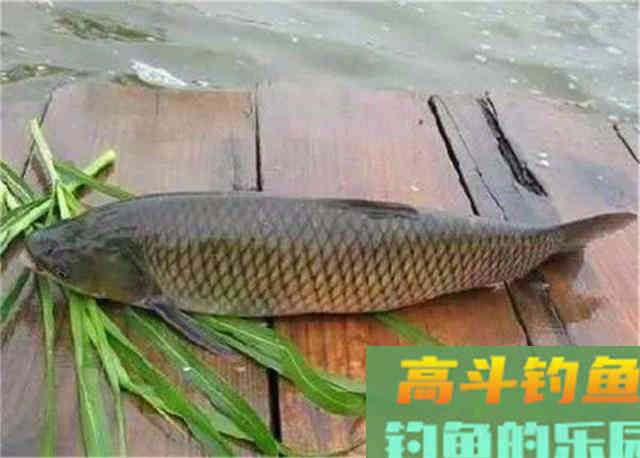 学会这两种自制饵料，专门钓秋天的大草鱼