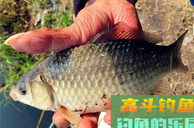 无意间才发现，这尿性鲫鱼饵比小药还管用