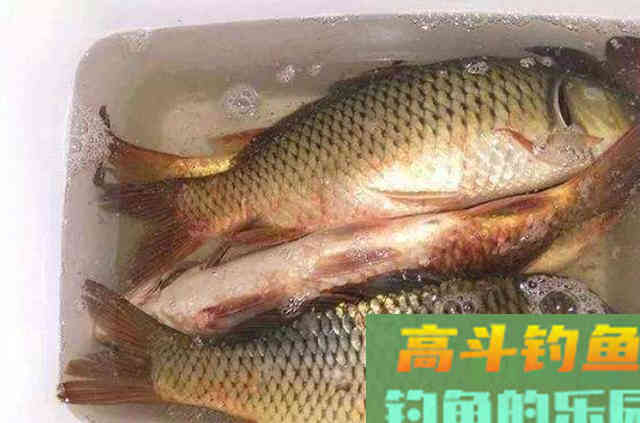 三十年老钓手口出狂言：小药再好也不换这鲤鱼饵