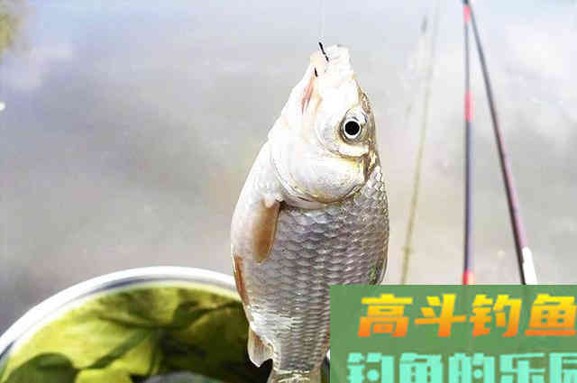 用自制窝料和饵料，半天钓了18斤鱼