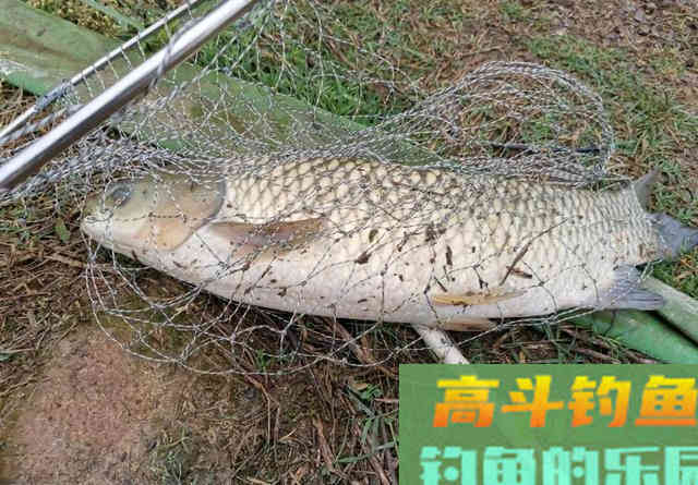 0.4的子线能钓多大的鱼？别把运气当实力，遇到鲤鱼切线没商量