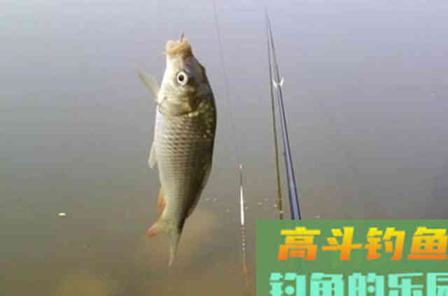 上鱼率低，按我说的调整，隔三五天就想钓一次