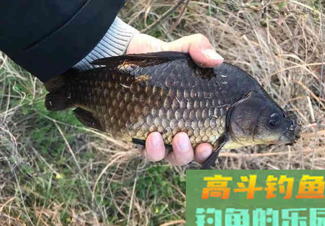 野钓用饵的腥香之争，许多人只知其一