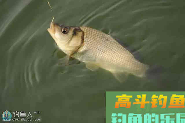 钓友常用的化氏饵料配方大汇集