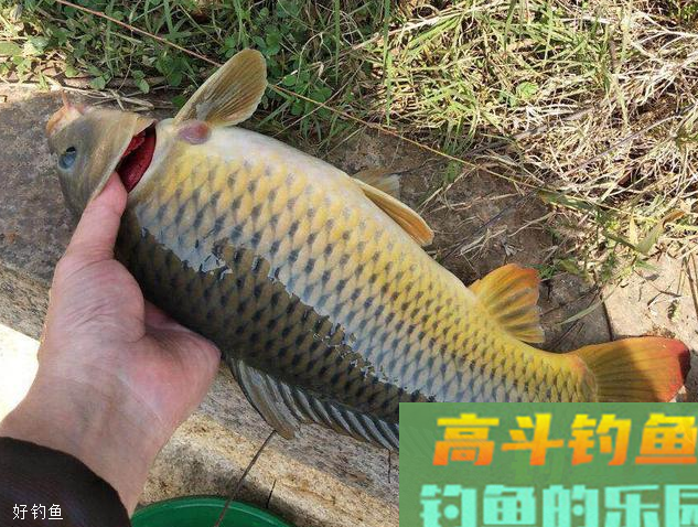 野战蓝鲫配狂道鲤连上5条大鲤鱼，懂变通才最重要