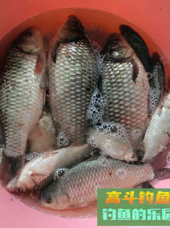 几款野钓良心窝料推荐，便宜好用诱鱼快