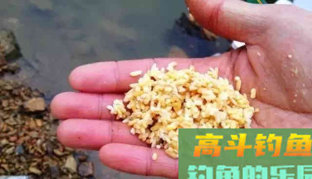 钓鲫鱼绝佳的饵料配方分享，香气四溢招鱼入窝