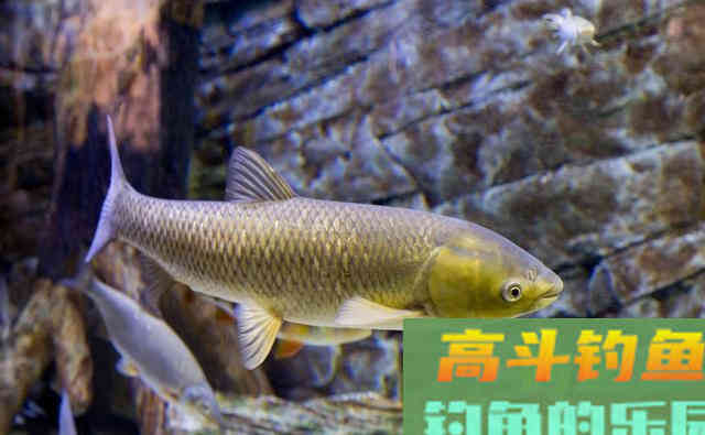 打下近千斤窝料之后，才明白有效打窝的重要性