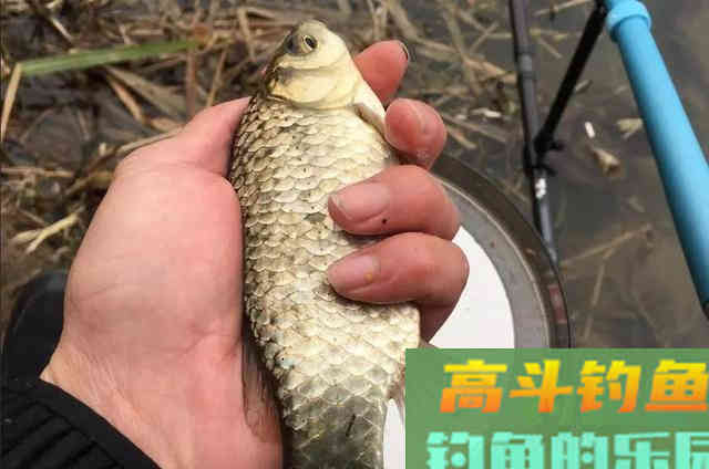 关于钓鱼的五个真实感受，新手可别被骗