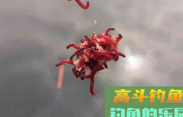 冬春用饵要冬甜春腥