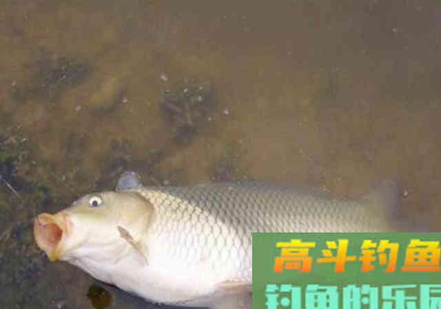 玉米粒钓鱼，别人渔获始终比你多，为什么