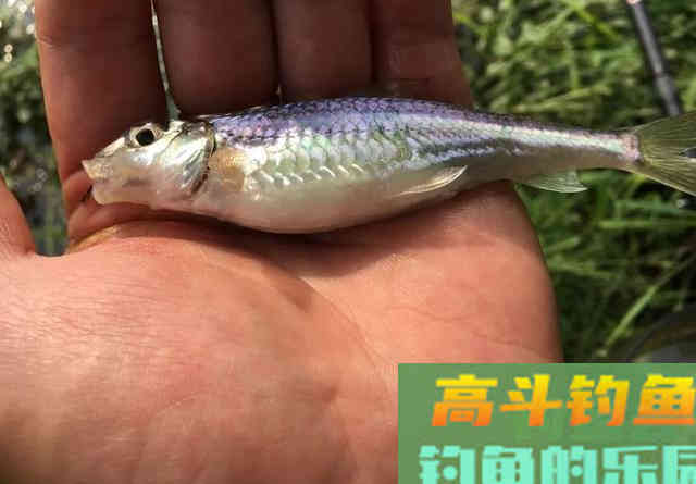 鱼不吃钩一定是饵料味型有问题；鱼：我只是没胃口