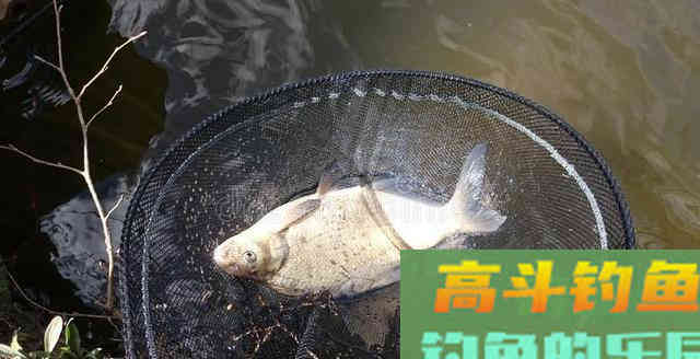 子线的长短，对渔获也有很大的影响