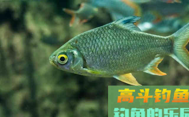 单一用饵是你空军的核心！开饵思路稍作调整
