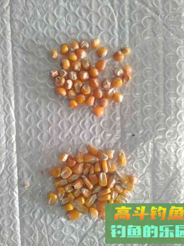 鱼的本能决定了饵料是否好用