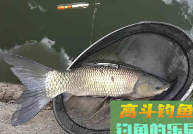 盘点6种重口味饵料，看起来恶心但鱼儿却十分喜爱