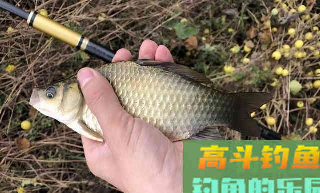 红蚯蚓，黑蚯蚓，都是蚯蚓，钓鱼还有区别