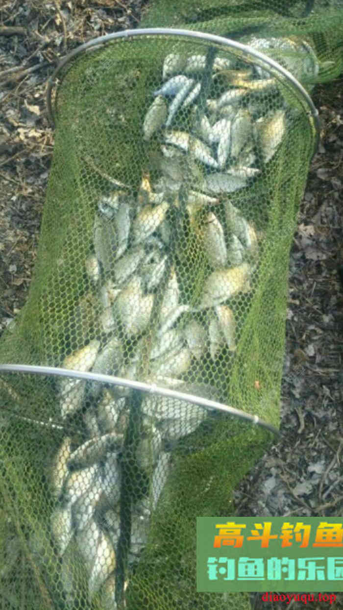 [春季放流]江湖猎人饵料，果然名不虚传