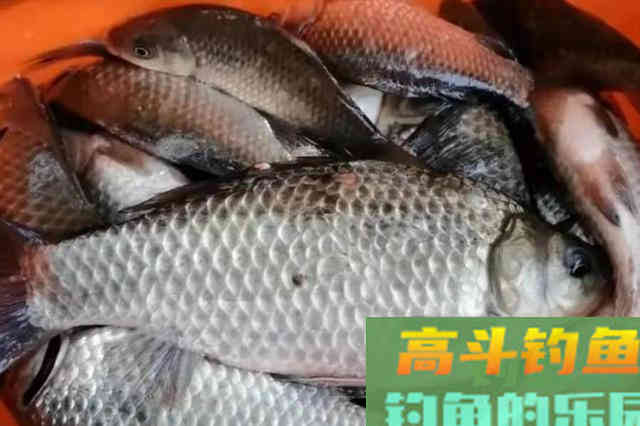 春钓用饵，忽视这3点，饵料再好也是浪费