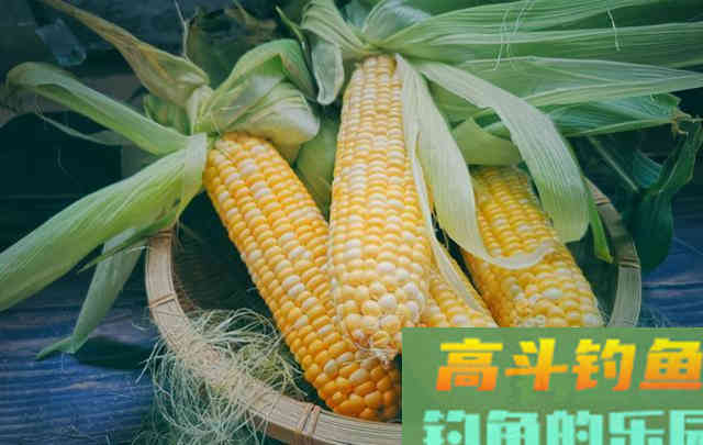 用玉米也钓不到鱼？那不妨换成商品饵