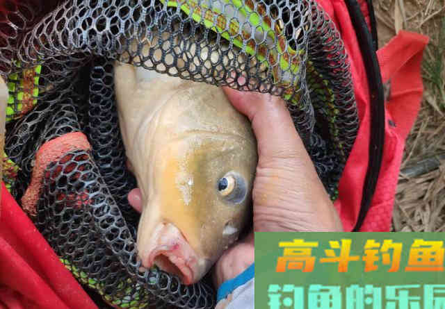 商品饵发酵两天后再用
