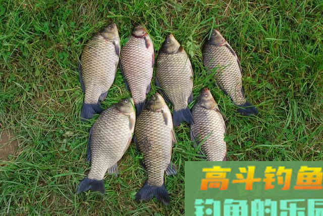 新手才会用蚯蚓钓鱼？蚯蚓新玩法反击，让你高攀不起