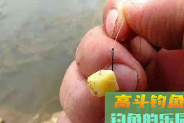 头一次用这鲤鱼饵就过了瘾，据说高手们都偷偷尝试