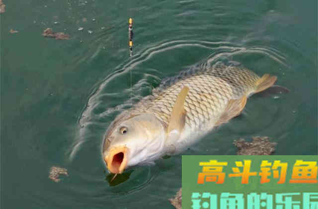 只要饵料能用对，钓鲤鱼，其实并不难