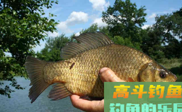 春天钓鲫鱼用什么商品饵？这几款饵料真不错