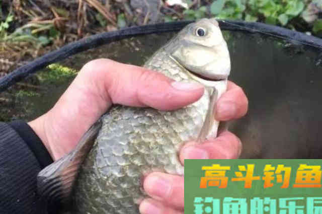 冬钓还不知这套饵料用法，劝你还是封竿吧