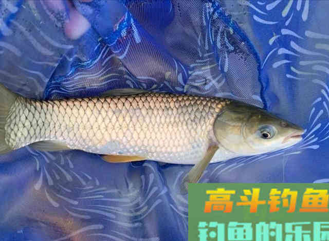 颗粒饵只能用来打窝？这几种用法，钓鱼效果好又省钱